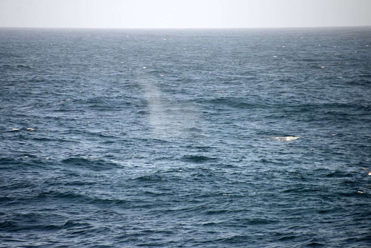 08B The Spray From A Whale In The Drake Passage From Quark Expeditions Cruise Ship Sailing To Antarctica